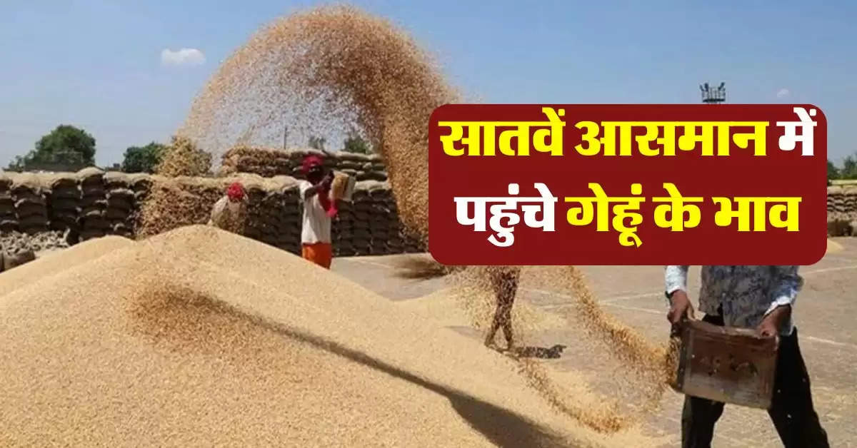 wheat price hike : गेहूं के भाव में तगड़ा उछाल, जानिये गेहूं के  ताजा भाव