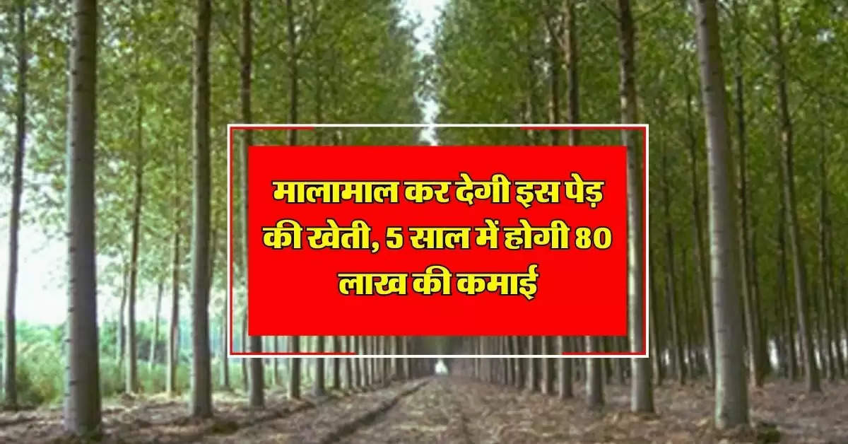 Tree Farming : मालामाल कर देगी इस पेड़ की खेती, 5 साल में होगी 80 लाख की कमाई