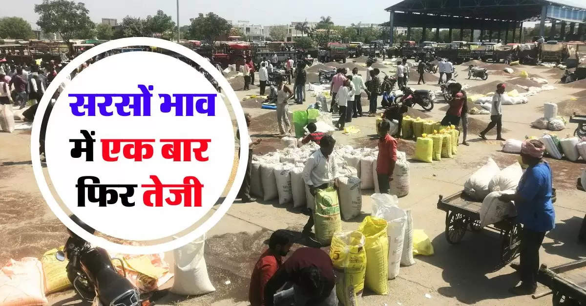 sarso rate today : 05 अगस्त का सरसों भाव, जानिये आज का सरसों भाव