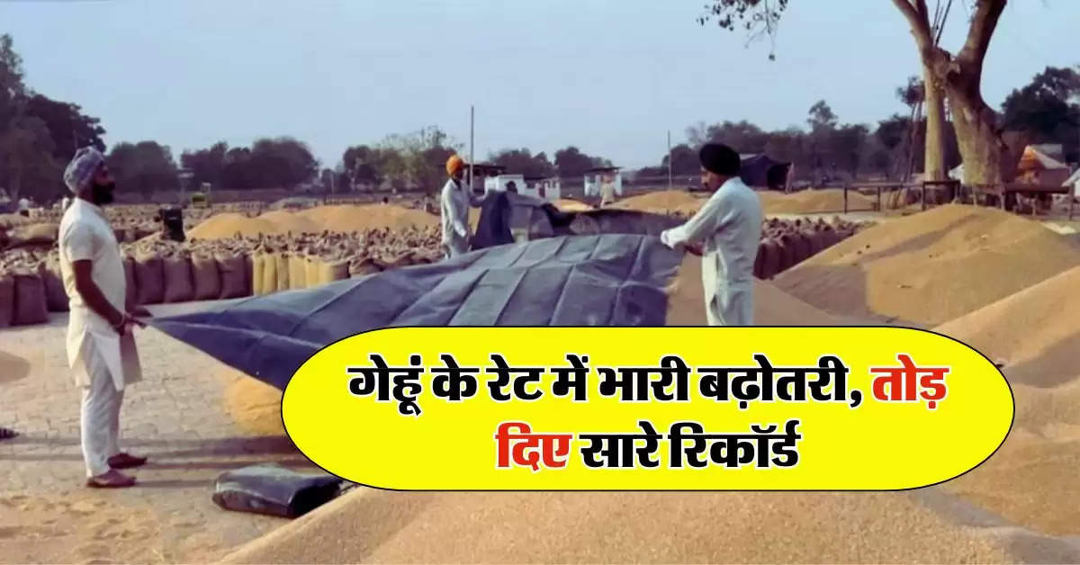 Wheat Price Today : गेहूं के रेट में भारी बढ़ोतरी, तोड़ दिए सारे रिकॉर्ड