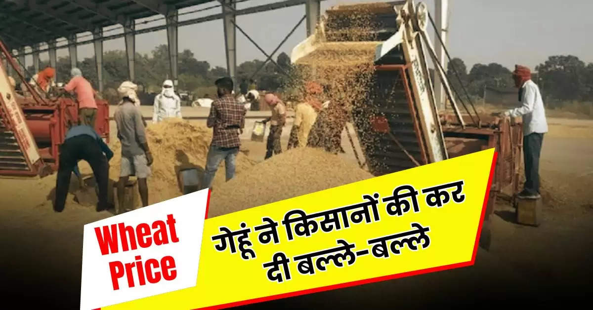 Wheat Price : गेहूं ने किसानों की कर दी बल्ले-बल्ले, सातवें आसामान में पहुंचे भाव