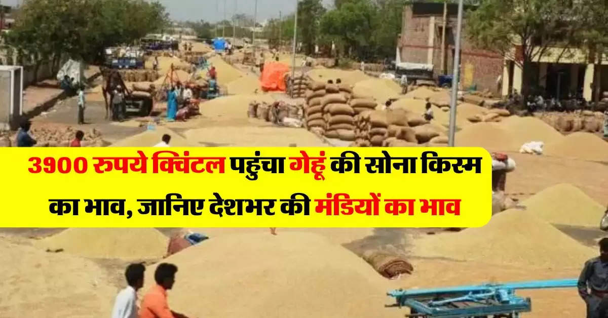 Wheat Price Hike : 3900 रुपये क्विंटल पहुंचा गेहूं की सोना किस्म का भाव, जानिये आज का गेहूं मंडी भाव