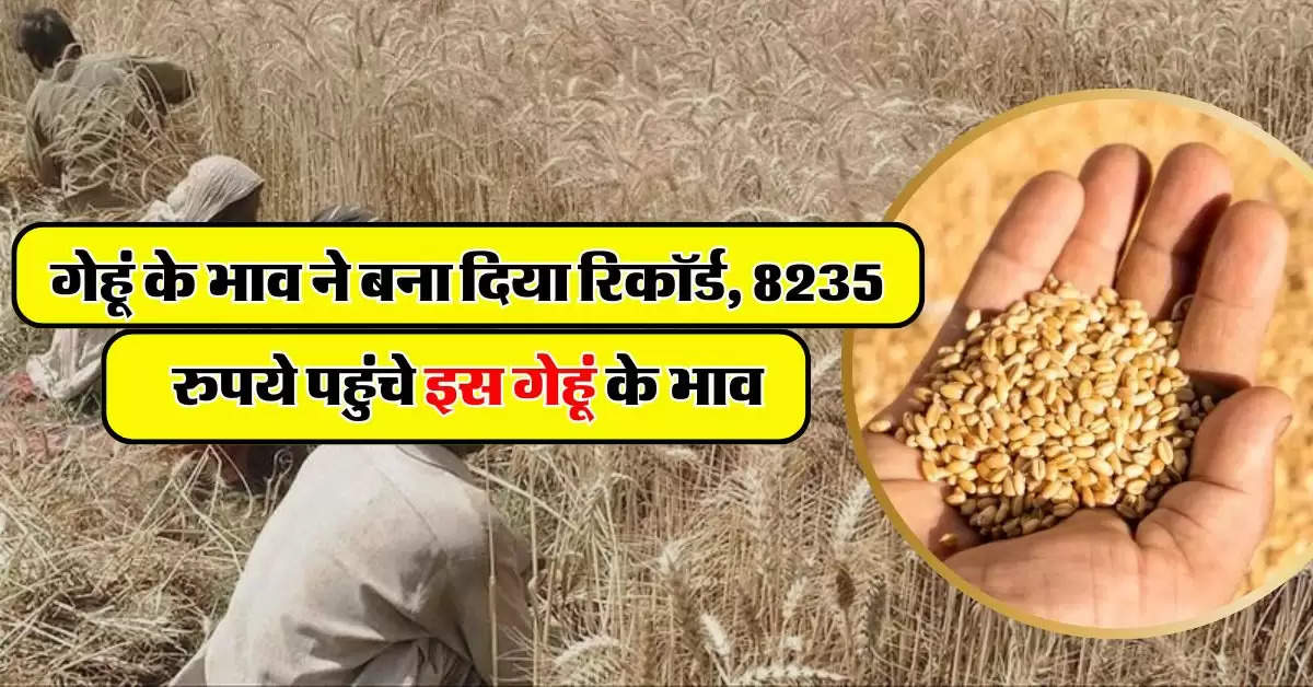 Wheat Price Hike : गेहूं के भाव ने बना दिया रिकॉर्ड, 8235 रुपये पहुंचे इस गेहूं के भाव