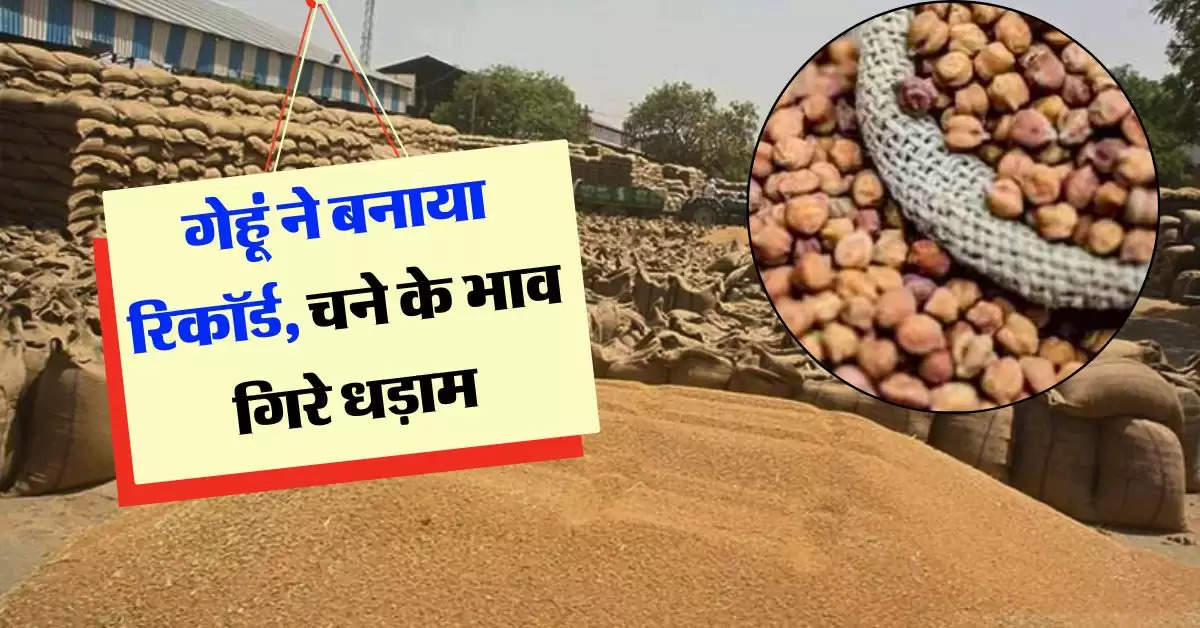 wheat price hike : गेहूं ने बनाया रिकॉर्ड, चने के भाव गिरे धड़ाम