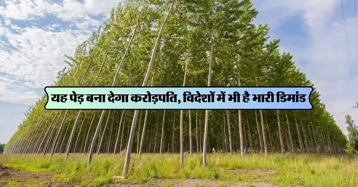 Tree Farming: यह पेड़ बना देगा करोड़पति, विदेशों में भी है भारी डिमांड, कम लागत में ऐसे करें खेती