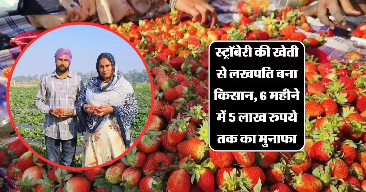 Success Story: स्ट्रॉबेरी की खेती से लखपति बना किसान, 6 महीने में 5 लाख रुपये तक का मुनाफा