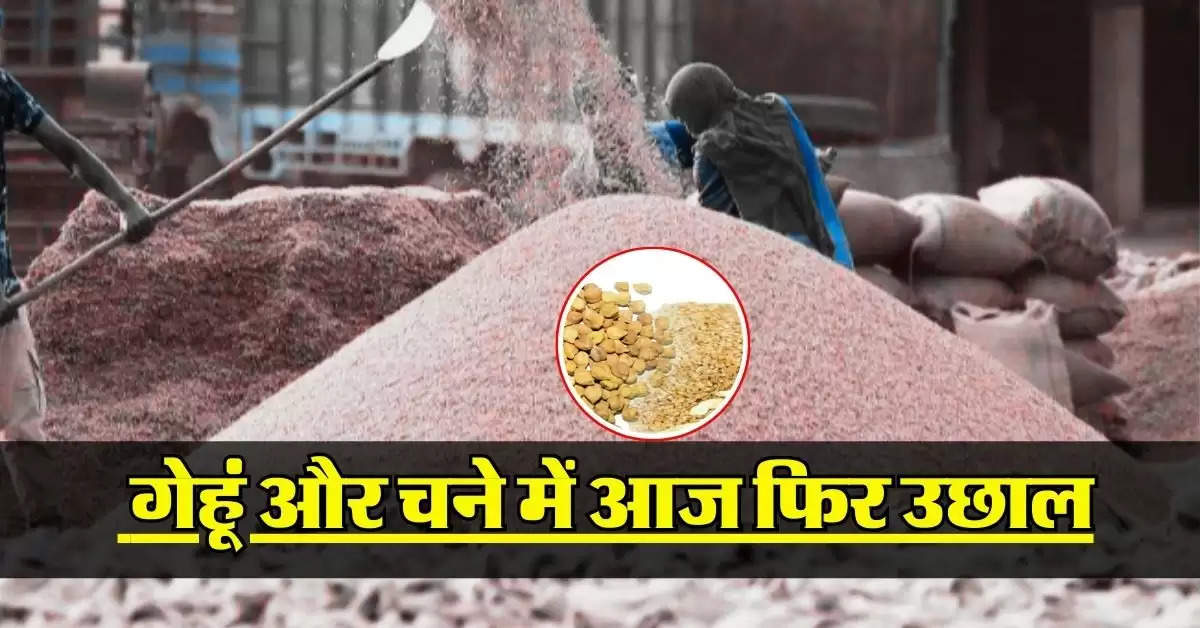 Wheat price : गेहूं और चने में आज फिर उछाल, जानिये दाल, चावल और खाद्य तेल का भाव