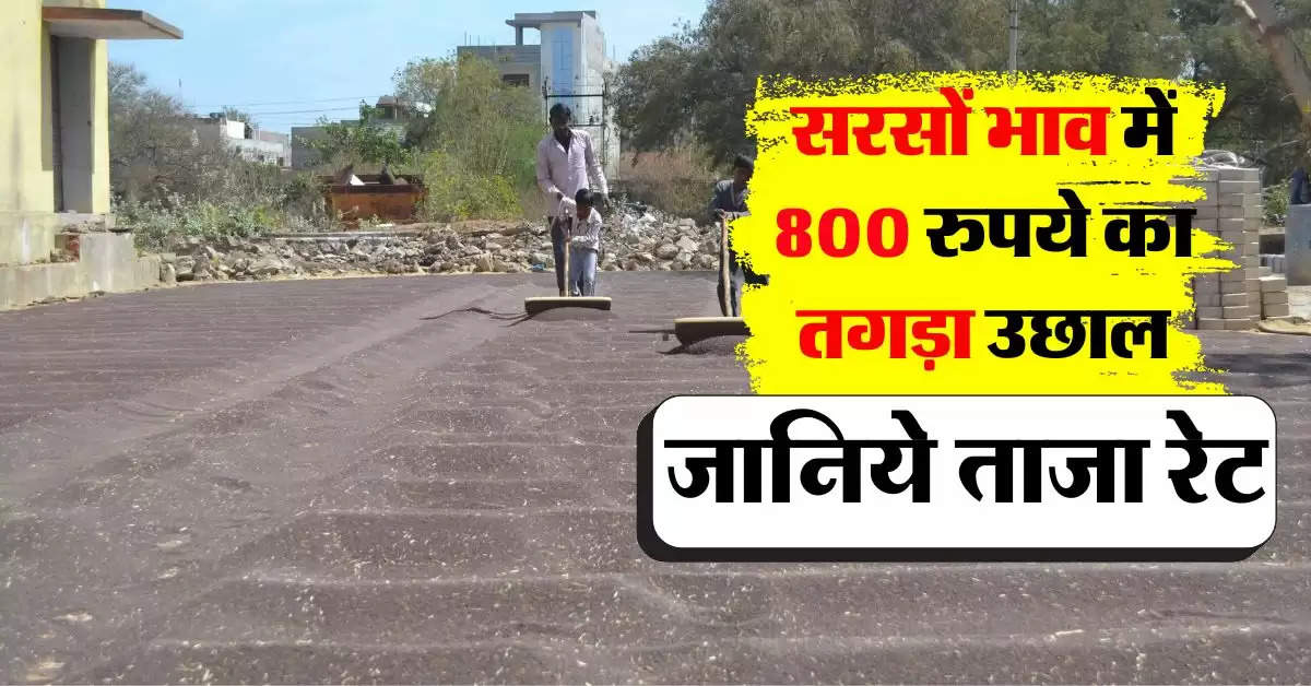 sarso ka bhav 14 october : सरसों में 800 रुपये का इजाफा