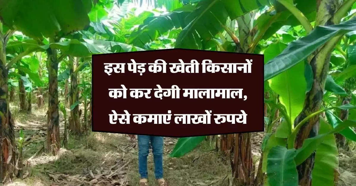 Tree Farming : इस पेड़ की खेती किसानों को कर देगी मालामाल, ऐसे कमाएं लाखों रुपये